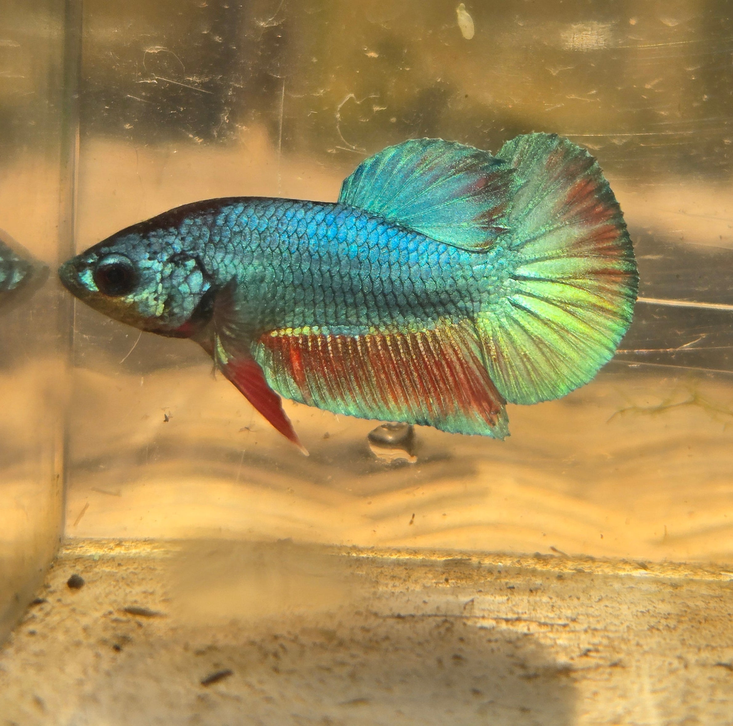 Unicorn Male Plakat Betta Fish - GK01 - M04