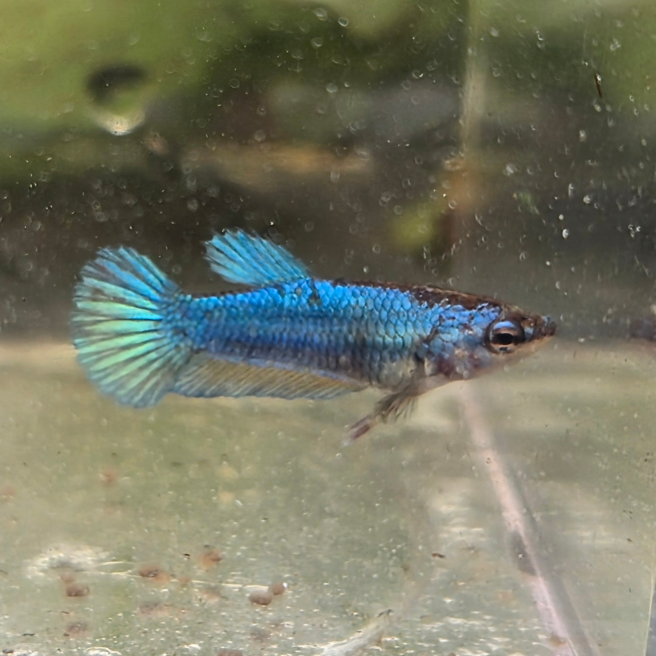 Female plakat blue betta
