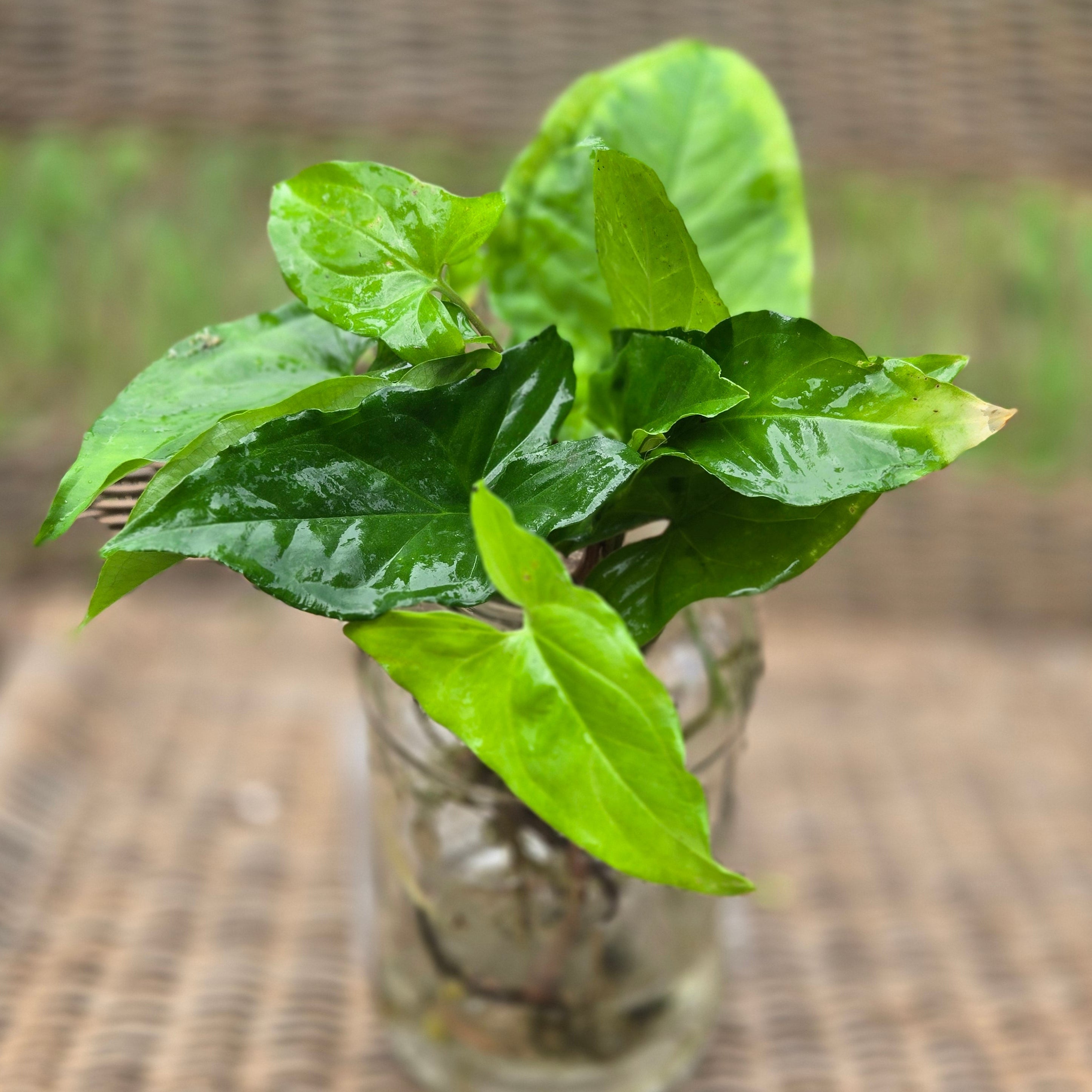 Water Acclimated Syngonium