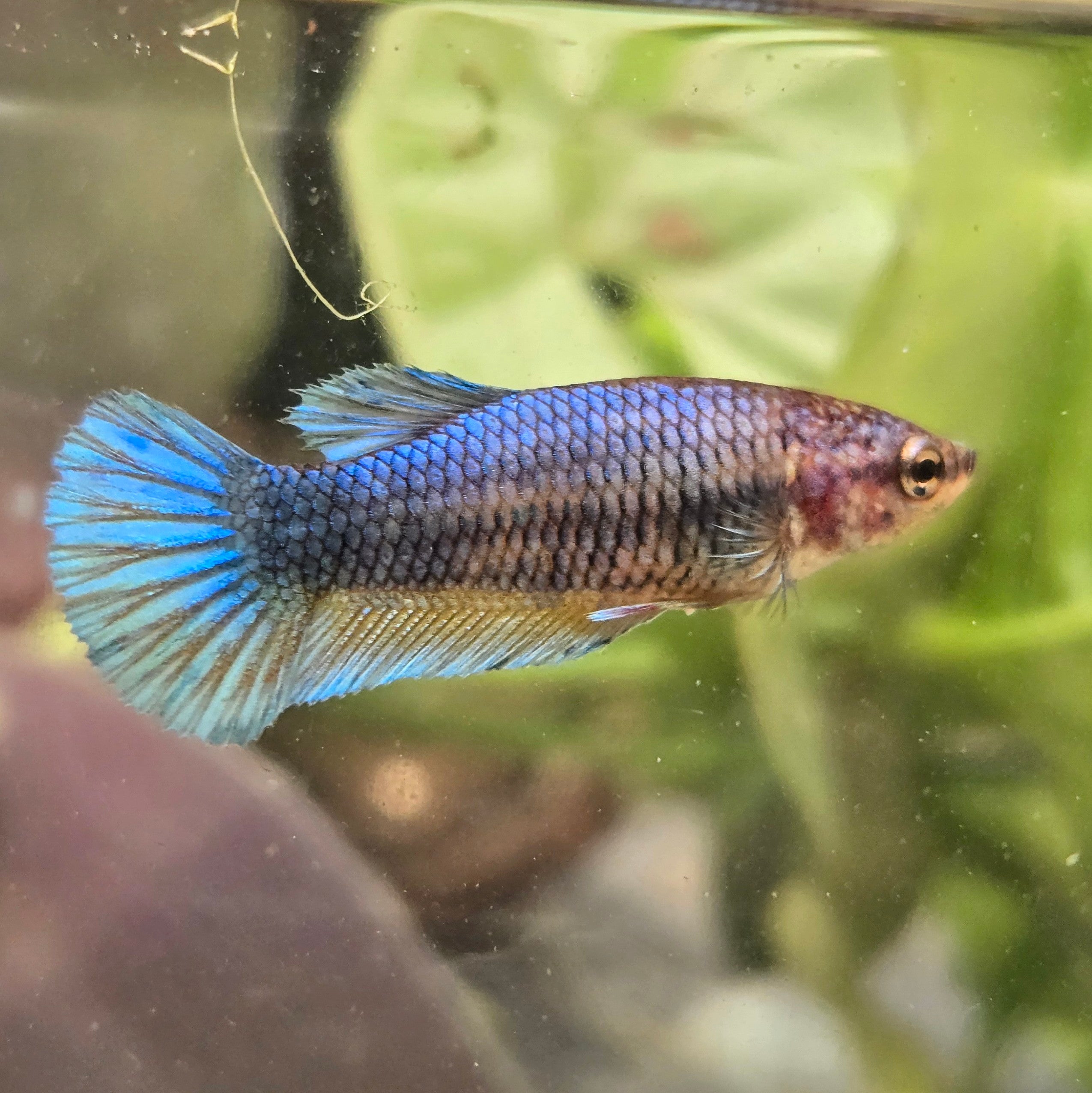 Female plakat blue betta