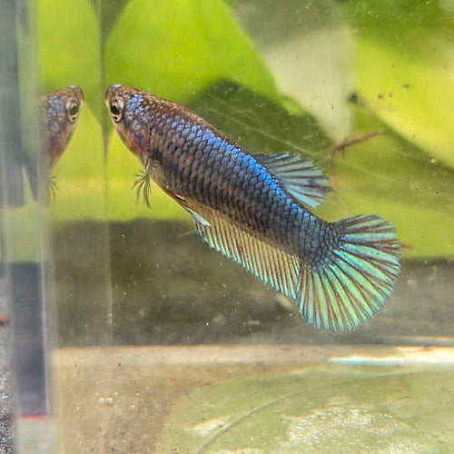 Female plakat blue betta