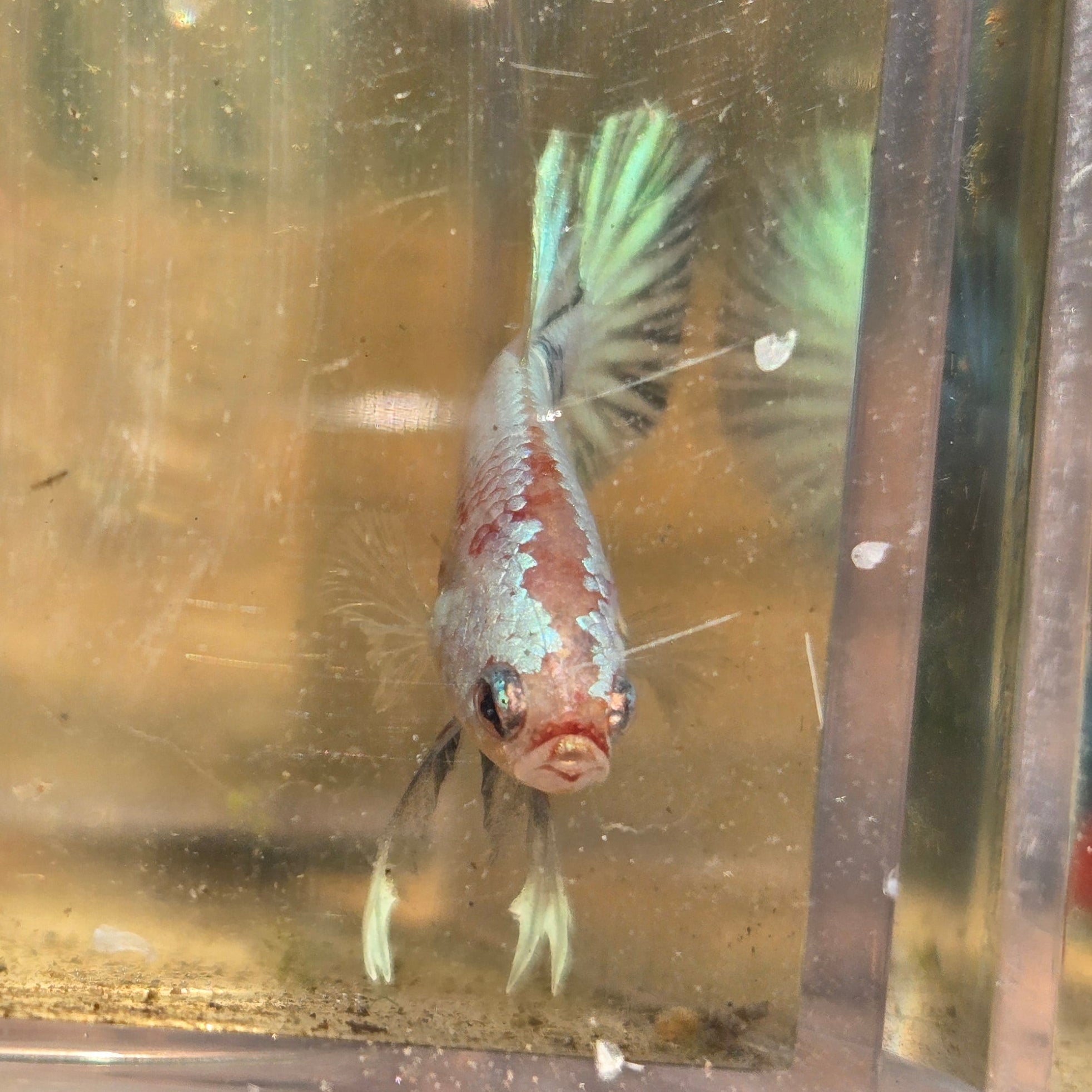 Unicorn Male Plakat Betta Fish - GK01 - M05