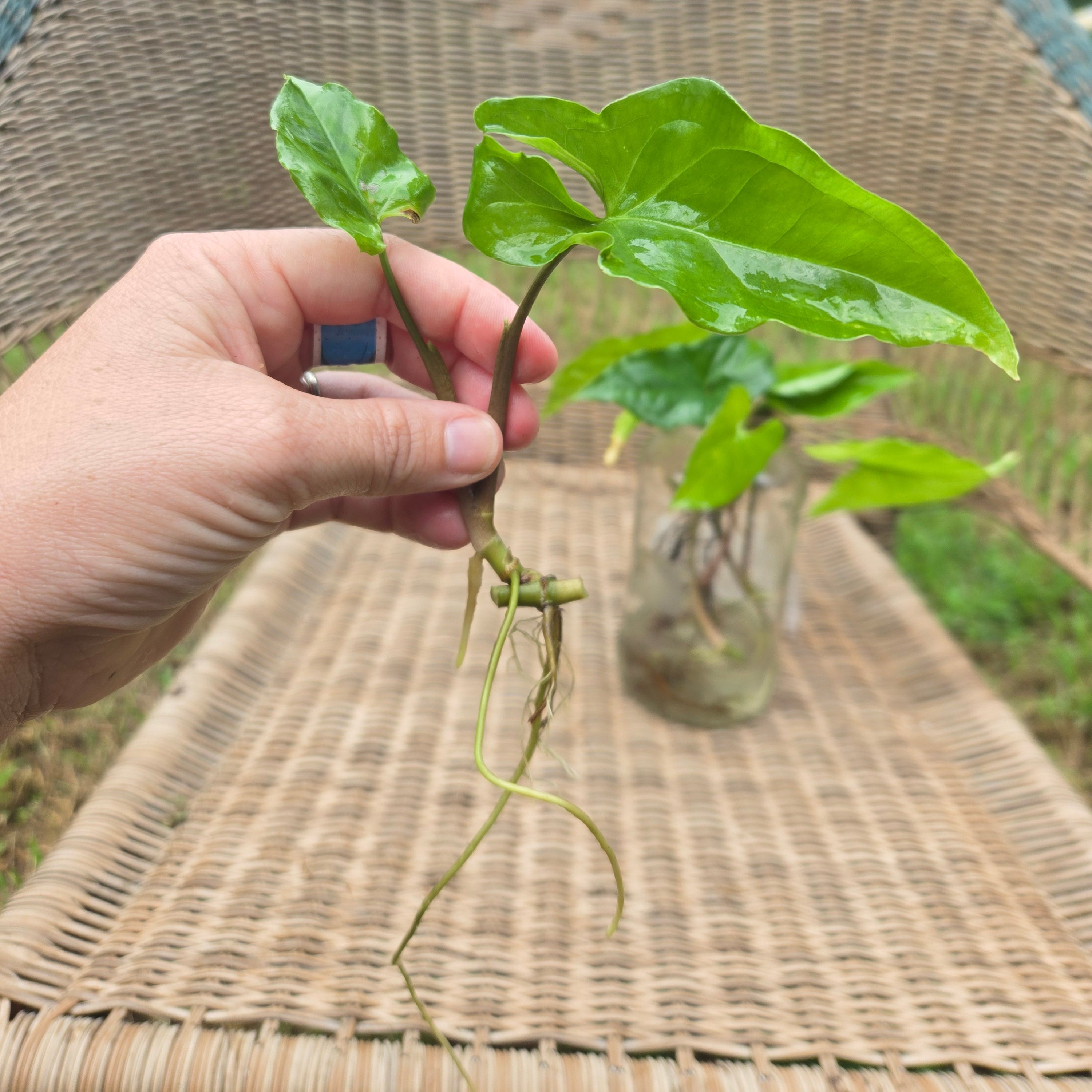 Water Acclimated Syngonium