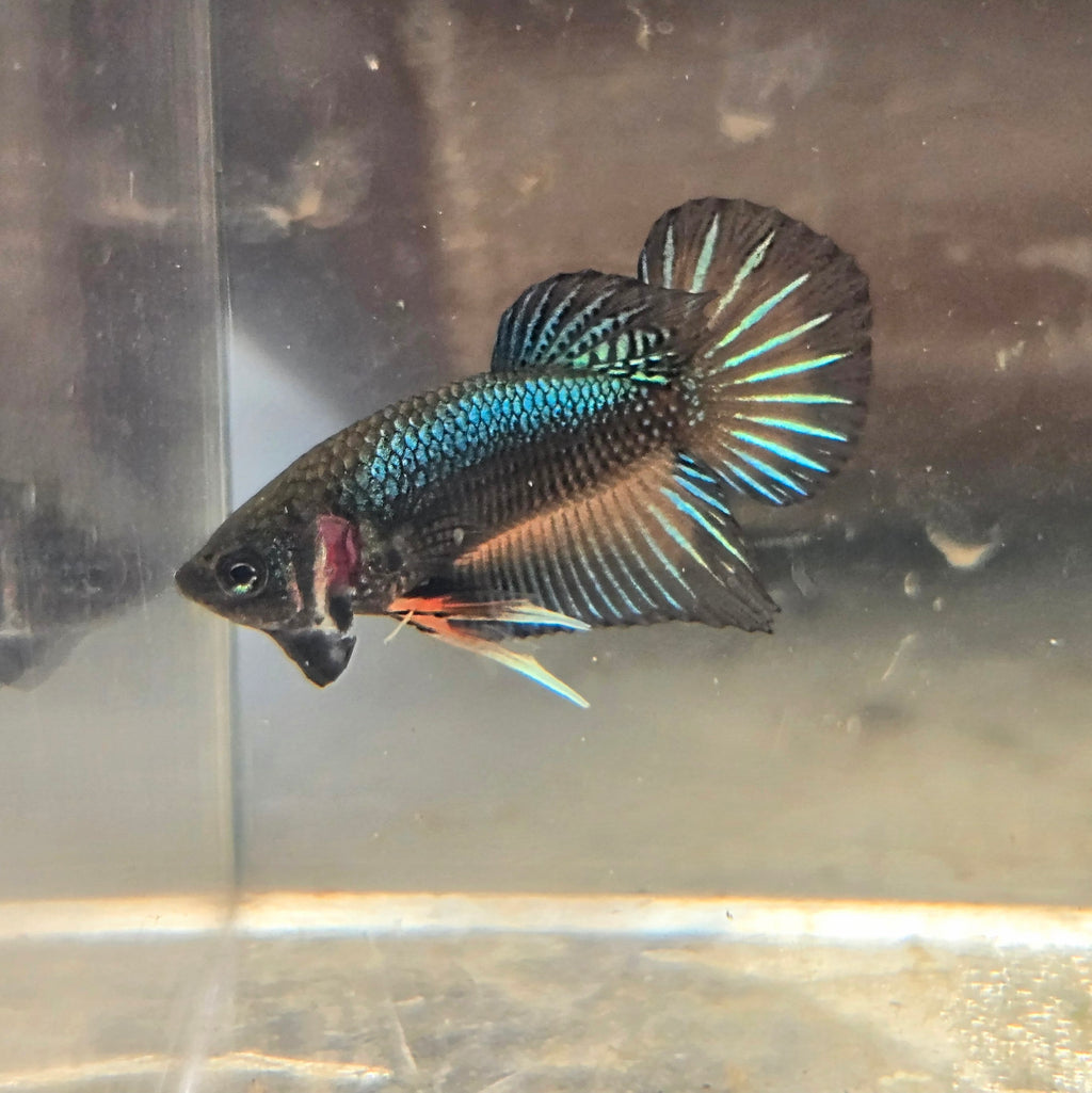 Male Hybrid Betta Fish - H10 M11