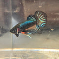 Male Hybrid Betta Fish - H10 M11