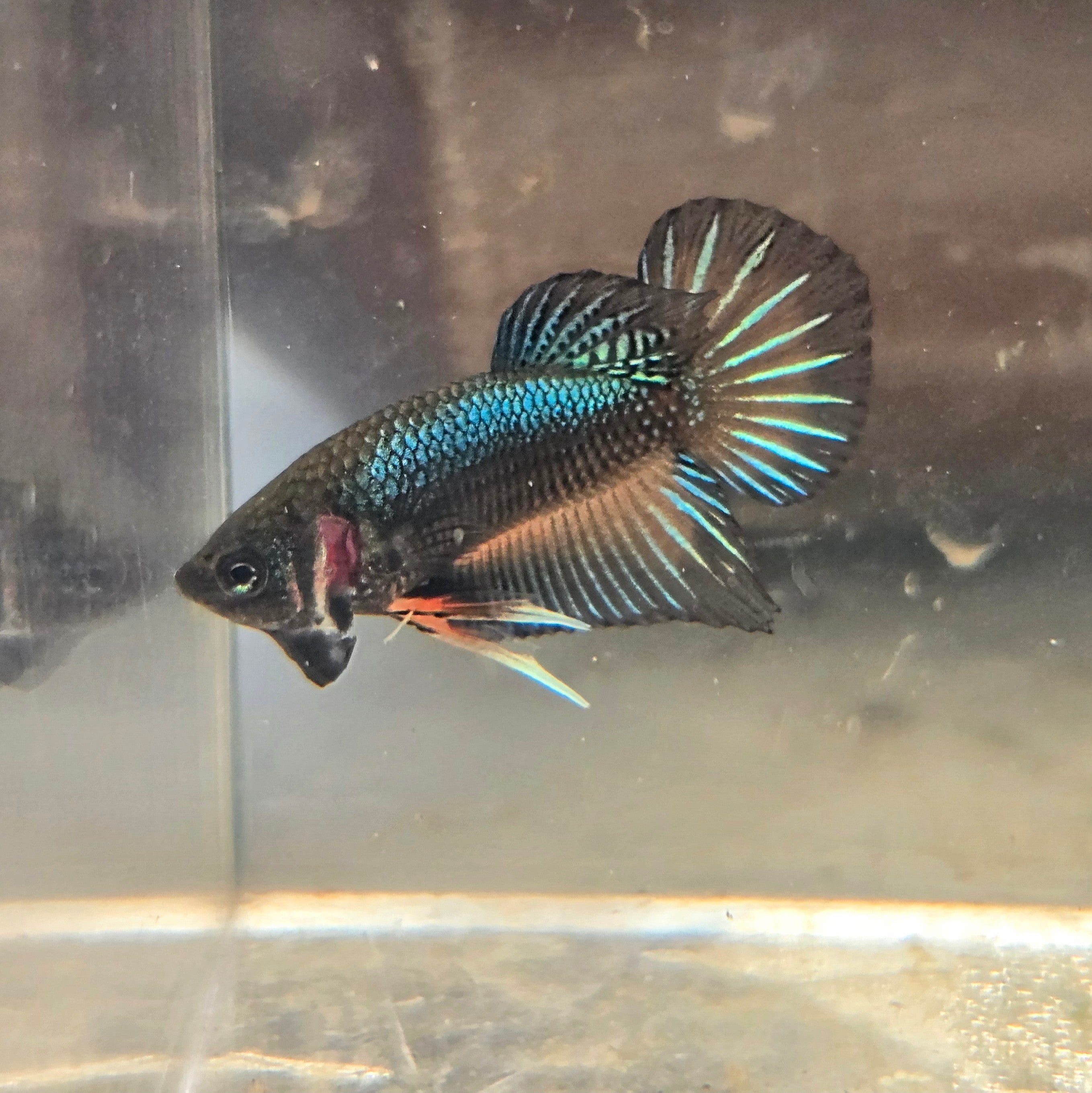 Male Hybrid Betta Fish - H10 M11