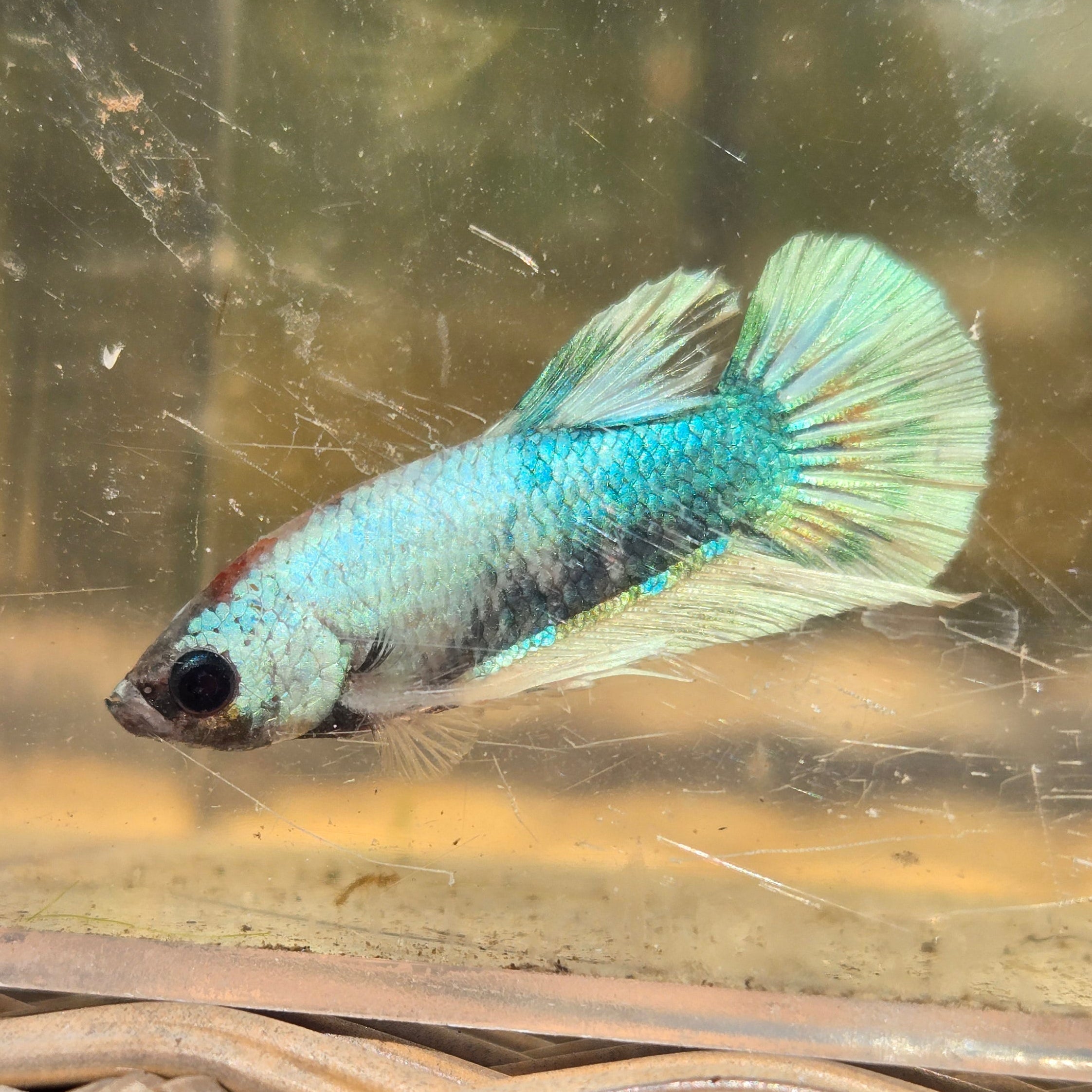 Unicorn Male Plakat Betta Fish - GK01 - M03