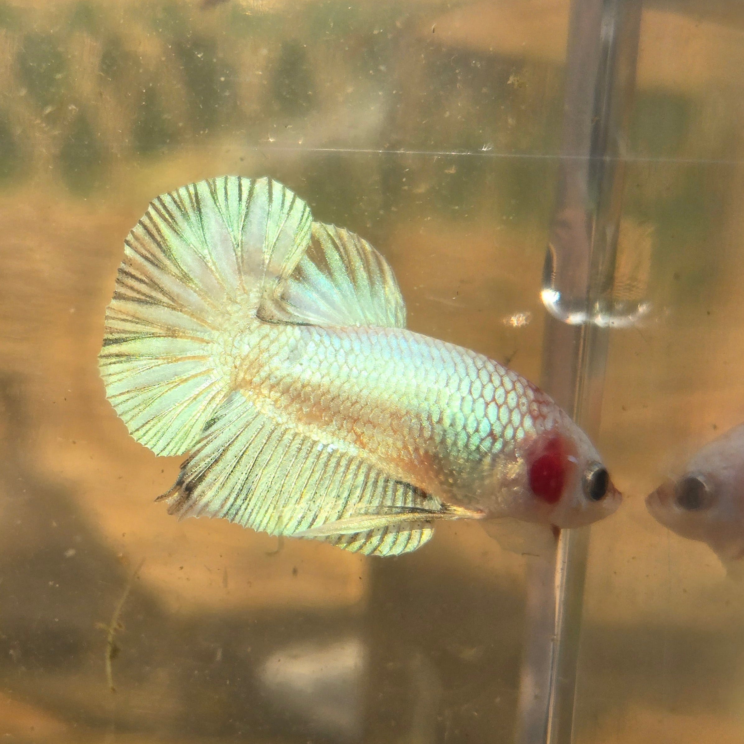 Unicorn Male Plakat Betta Fish - GK01 - M05