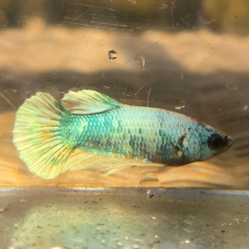 Unicorn Male Plakat Betta Fish - GK01 - M03