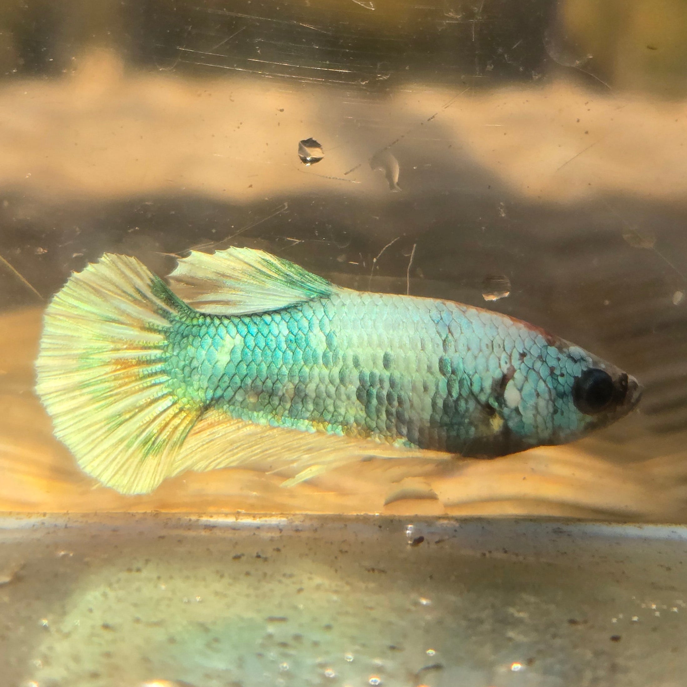 Unicorn Male Plakat Betta Fish - GK01 - M03