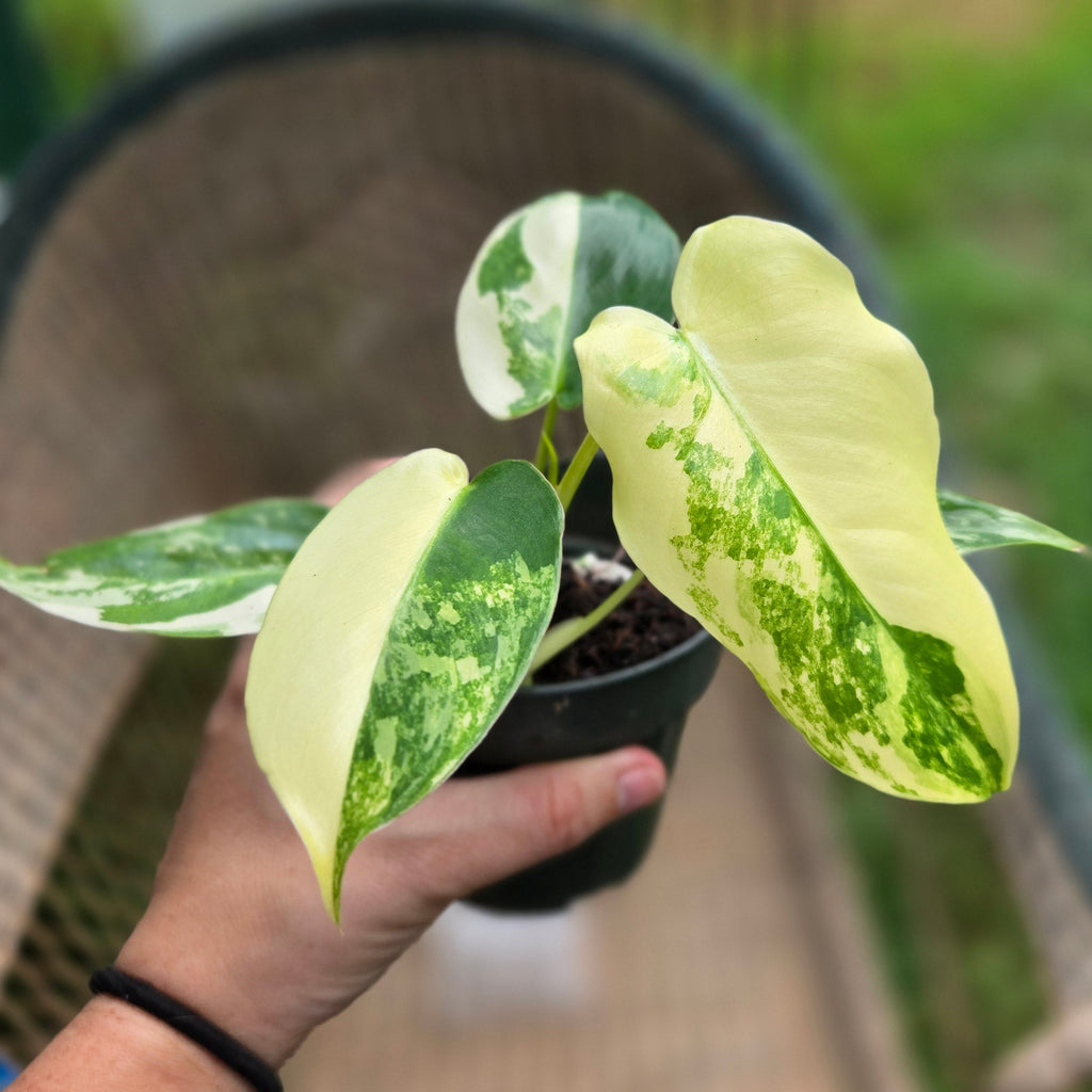 Variegated Burle Marx Philodendren